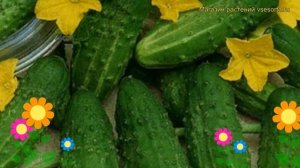 Огурец гибридный F1 Настоящий полковник. Краткий обзор, описание F1 Nastoiashchii polkovnik