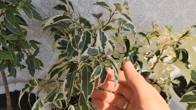 Обзор растений на лоджии. Часть моей коллекции фикусов и все ползучие каллизии. смотреть онлайн