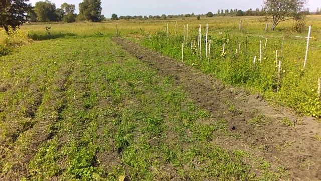 КАРТОФЕЛЕКОПАЛКА К МОТОБЛОКУ ДИЗЕЛЬ 6 Л.С. смотреть онлайн