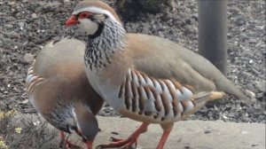 Кеклики разведение и содержание в домашних условиях | Дичеразведение