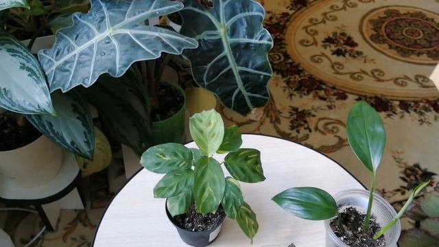 Цветочные новинки 😍👍 смотреть онлайн