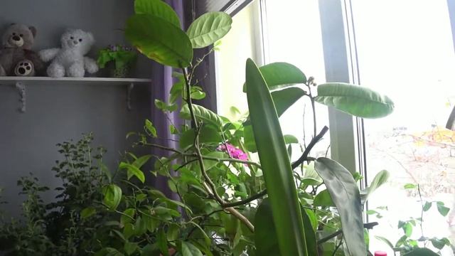 Посадите комнатные лимоны! смотреть онлайн
