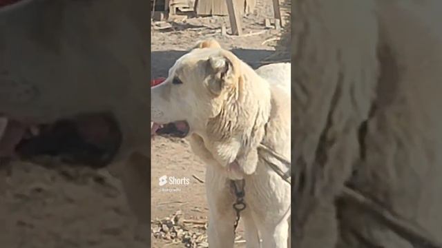 АЛАБАЙ Конырат смотреть онлайн