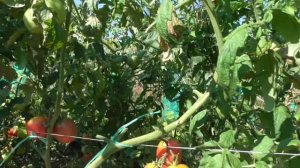 Томат Де-Барао Царский