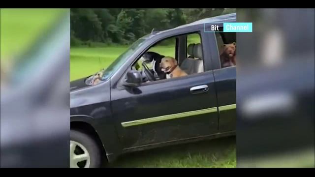 Приколы с животными. Подборка приколов с животными. Смешные коты смотреть онлайн