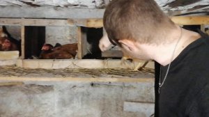 В каком возрасте начали нестись куры Ломан Браун?