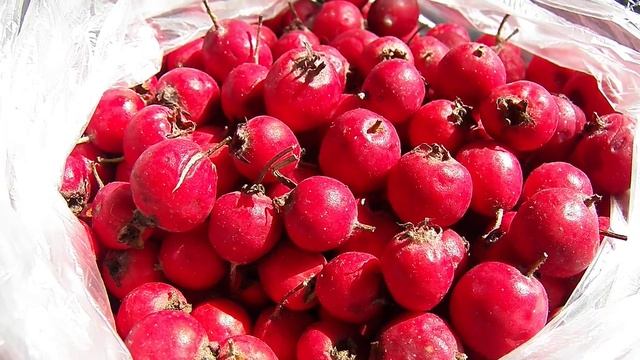 КРУПНЫЙ БОЯРЫШНИК В ГОРАХ смотреть онлайн