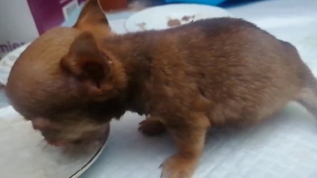 Щенок чихуахуа, совсем кроха! смотреть онлайн