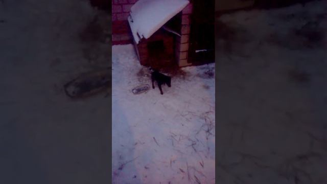 Немецкий ягдтерьер смотреть онлайн