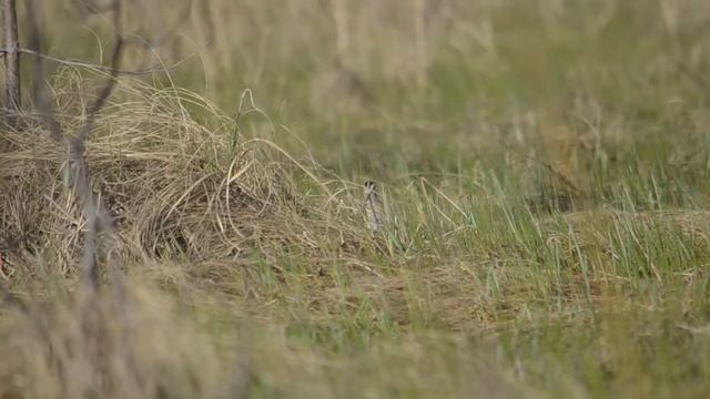 бекас токует