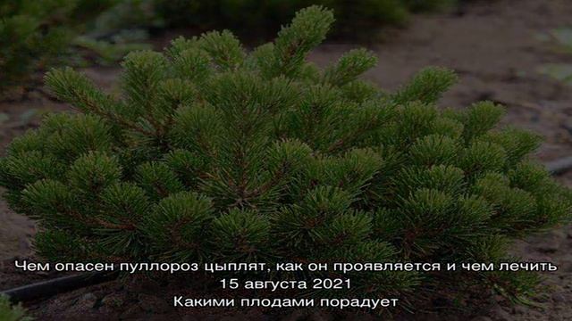 Сорта горной сосны для дачного участка смотреть онлайн