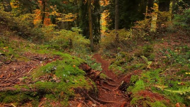 Lake Small Ritsa | Abkhazia