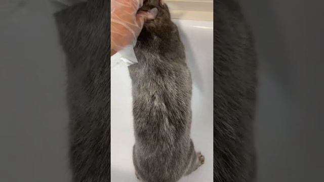 Сухой шампунь для кошек. Да, есть и такое! смотреть онлайн