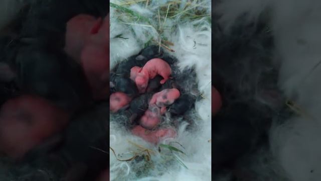 Рекорд по количеству рождённых крольчат за 1 раз. смотреть онлайн