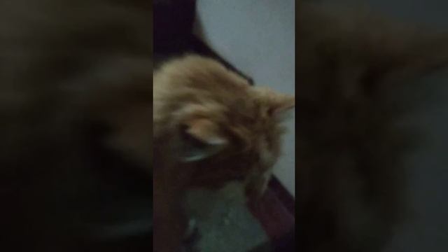 Кошка мурчит громко смотреть онлайн