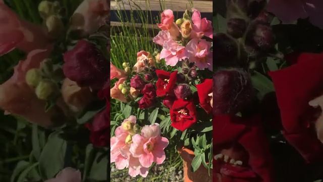 Как альтернатива петунии, львиный зев показал свой львиный характер: стойкость к непогоде и красоту смотреть онлайн