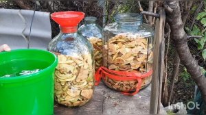 Самогон из айвы в домашних условиях. Ставим брагу без дрожжей!