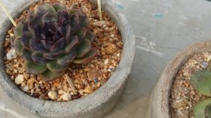|| 2 OF MY BEAUTIFUL ECHEVERIA BLACK ROSE ||