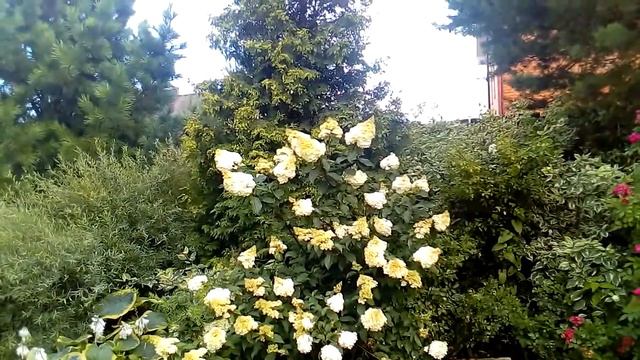 Начало цветения метельчатой гортензии Vanile Fraise смотреть онлайн