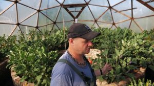 Круглая теплица. Опыт использования. Устройство круглой теплицы