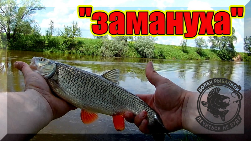 Какая рыбалка Вас больше раздражает_ Ловля Голавля На Спиннинг. смотреть онлайн