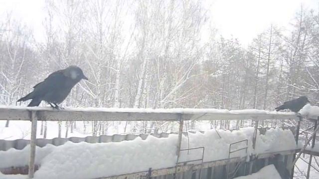 Галки на балконе зимой дерутся смотреть онлайн
