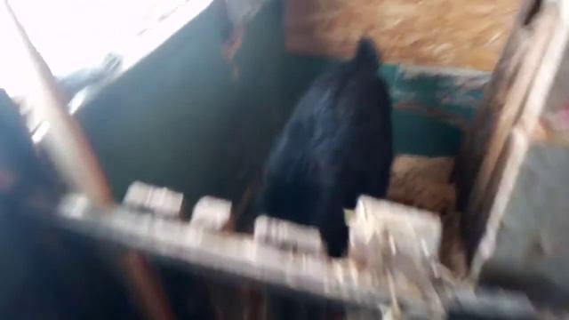 Когда можно пить молоко после окота козы. смотреть онлайн