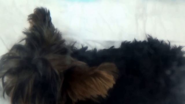 Не роняйте собак/Do not drop the dogs смотреть онлайн