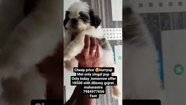 cheap 😍price shitzu mel смотреть онлайн