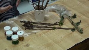 Инновационный препарат Радигрин