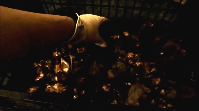Цветы Канны. Подготовка к зимнему хранению. смотреть онлайн