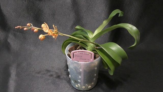 Орхидея-капризница? Ascps.Irene Dobkin' Elmhurst' смотреть онлайн