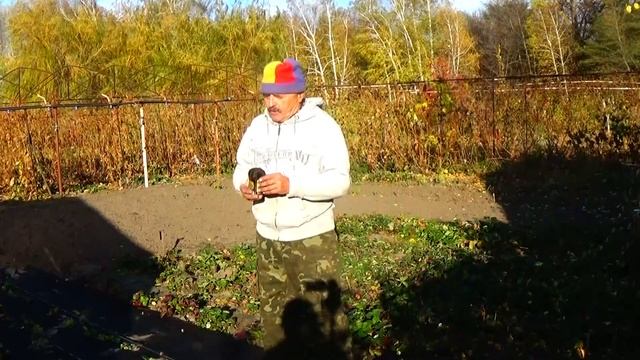 Самый надежный способ посадки клубники поздней осенью! смотреть онлайн