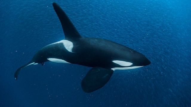 Facts: Orca (killer whale) Orcinus orca | Species Spotlight смотреть онлайн