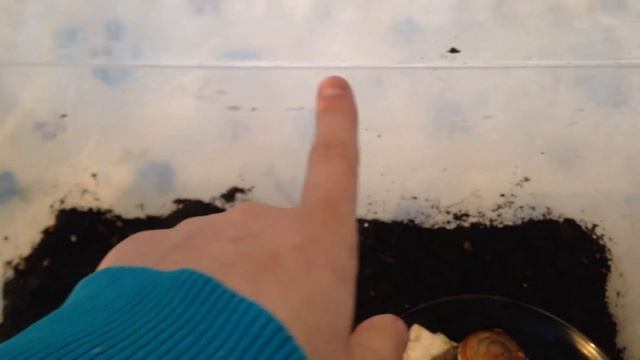 Сажаю семена, планы на будущее, пропажа котёнка смотреть онлайн