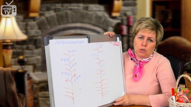 Виды томатов ? Детерминантные и Индетерминантные сорта ? посадка томатов смотреть онлайн