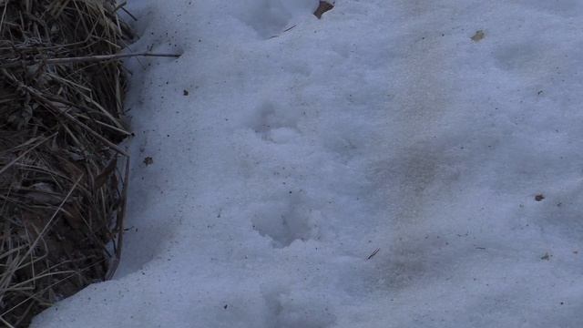 Охота на глухаря на току. собрались 7 петухов. смотреть онлайн