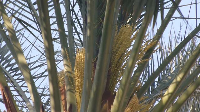 Иракские финики. Iraqi Dates. Dates Iraq. 5 April 2016 Iraq Nature
