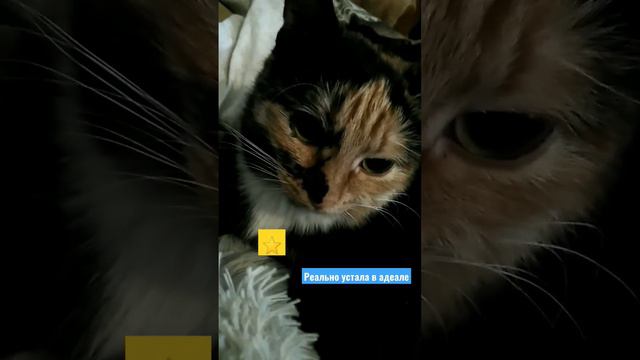 сонная кошка в 7:57 смотреть онлайн