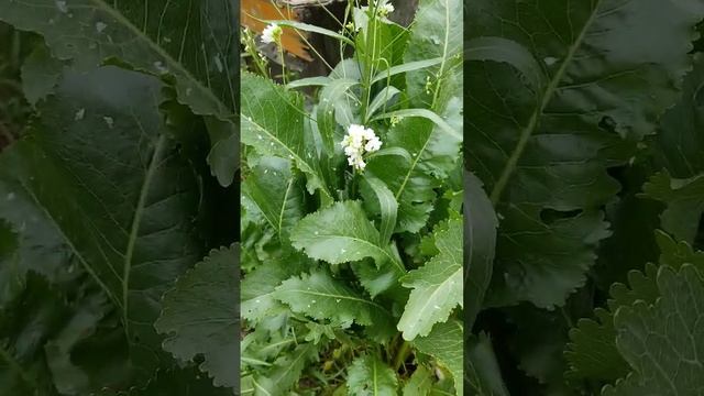 Ремонтная Фантазия