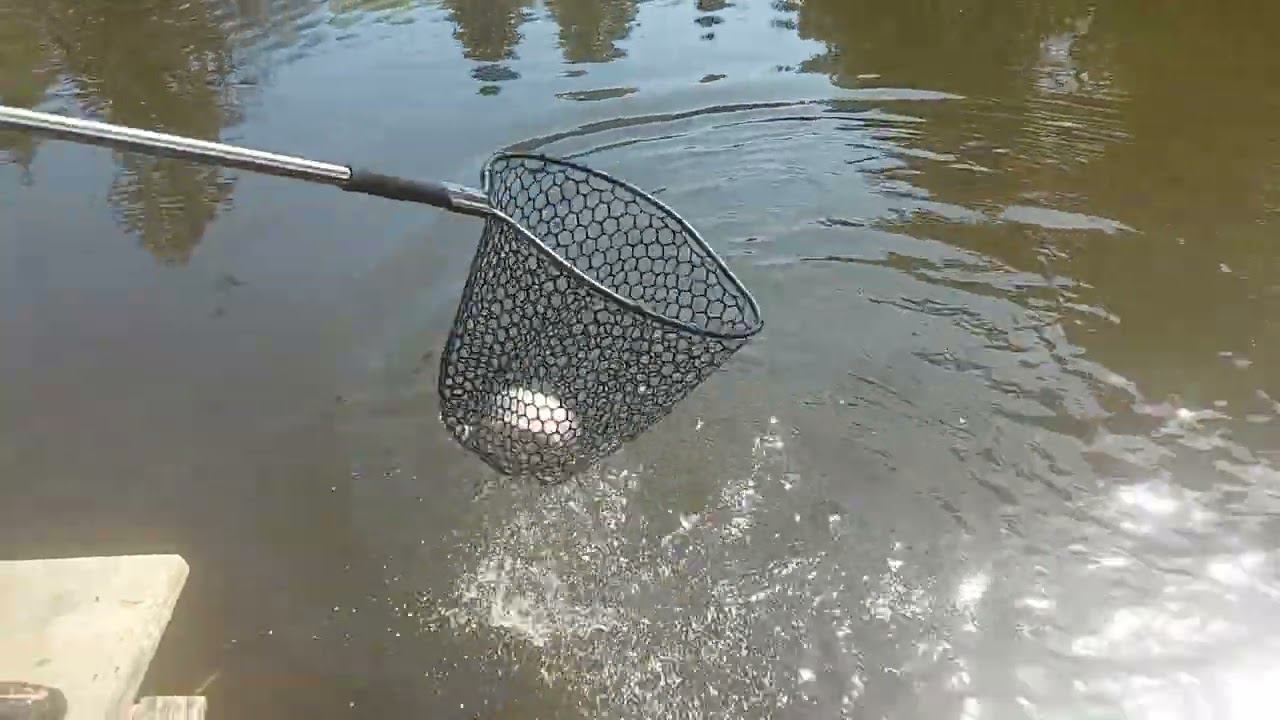 На Flat Worm смотреть онлайн