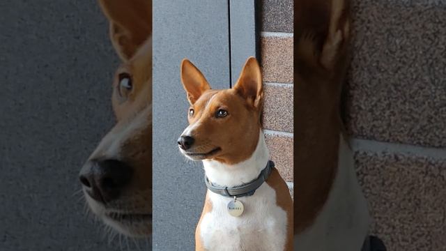 Basenji в мире животных ) африканский молчун смотреть онлайн