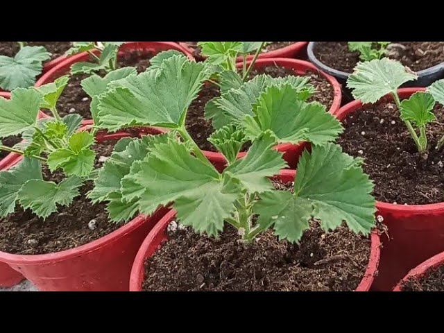 Королевская пеларгония. Перевалка и охлаждение. смотреть онлайн