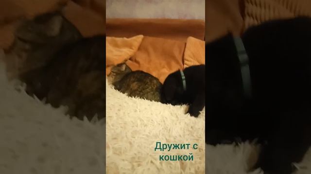 Веселый щенок лабрадора смотреть онлайн