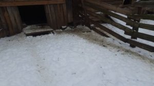Содержание коз зимой. Козам не страшны морозы! Мой опыт)