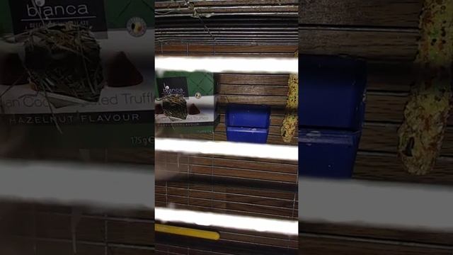 Воробей вьёт себе гнездо♥️ смотреть онлайн