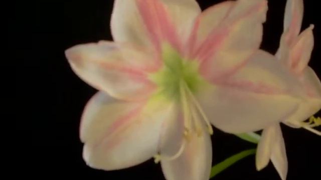 Amaryllis Bulb Hippeastrum San Remo смотреть онлайн