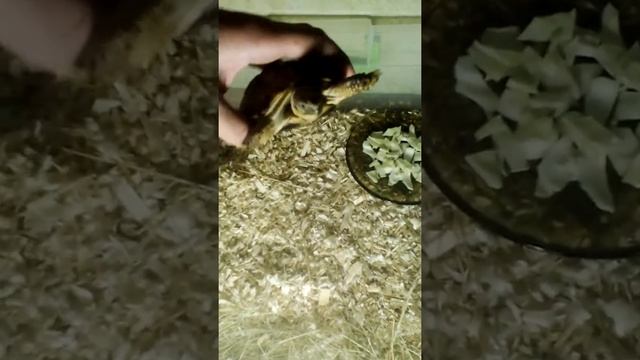 Обзор сухопутной черепахи смотреть онлайн