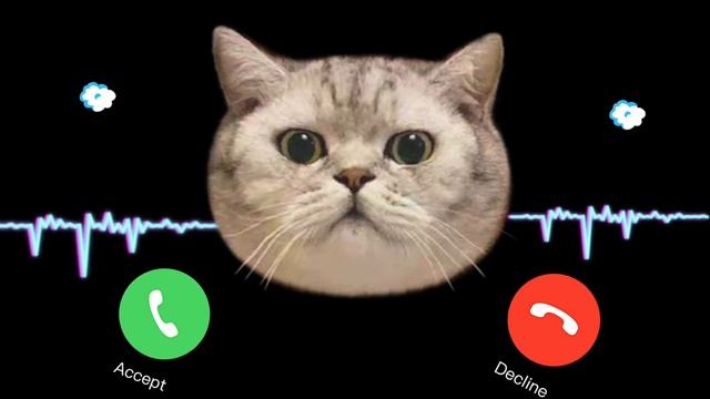 Mix ?APPLE RINGTONE IPHONE #pro #iphone #cat Mibo EP.22 смотреть онлайн