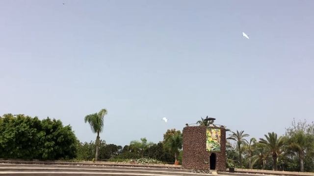 Jungle Park шоу орлов на Тенерифе. Орел сел на голову моему папе ?? смотреть онлайн